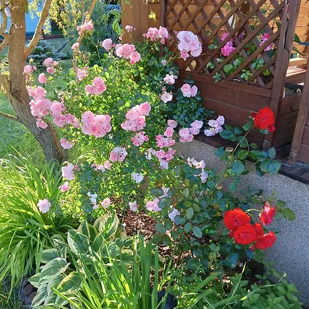 Wycinki Dom wakacyjny Osiek (Pomerania)